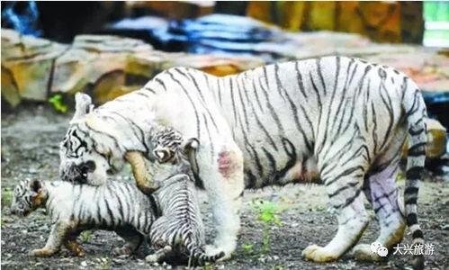 国产白虎一区,探寻东方武侠的传奇魅力  第1张